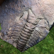 Paradoxides gracilis